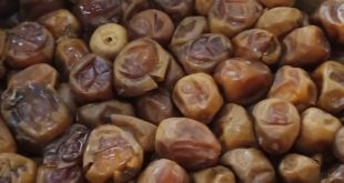 jual kurma sukari di pekanbaru