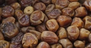 Jual kurma sukari pekanbaru