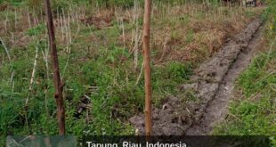 jual kaplingan garuda sakti pekanbaru